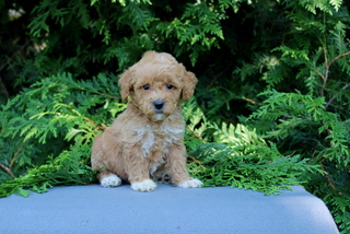 puppy, for, sale, Mini Golden Doodle F1, Matthew B. Stoltzfus, dog, breeder, Gap, PA, dog-breeder, puppy-for-sale, forsale, nearby, find, puppyfind, locator, puppylocator, aca